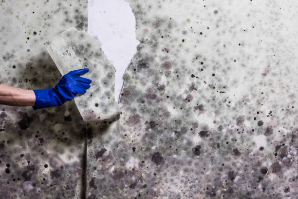 Best Mold Removal Near Me  in Edgard, LA